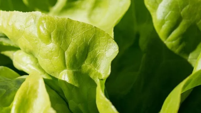 Uruguay estuvo presente, una vez más, en Lac Flavors (realizado en Panamá)