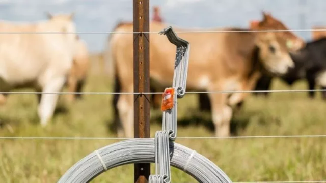Si de competitividad se trata (Marfrig e IPA buscan mejorar las prácticas ganaderas)