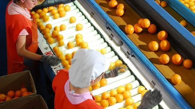 Por una zafra jugosa (empresa de EEUU compró en subasta a Citrícola Salteña)