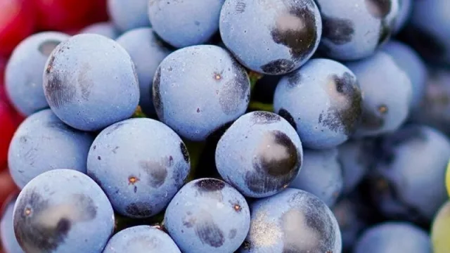 De laTiTa en laTiTa me gusta la noche, me gusta el tinto 