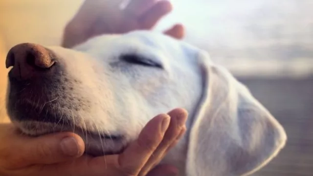 Cuestión de inversión en perros (regiones y continentes)