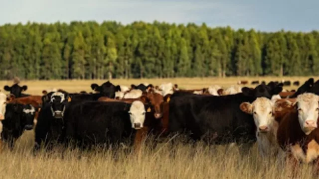 Uruguay y su necar de carbono neutral (es el primero de la región) 