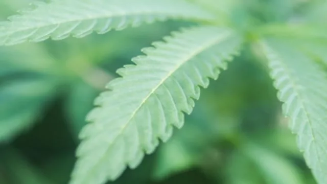 Yo tuve la mejor flor (el sector de cannabis en UY sigue echando raíces)