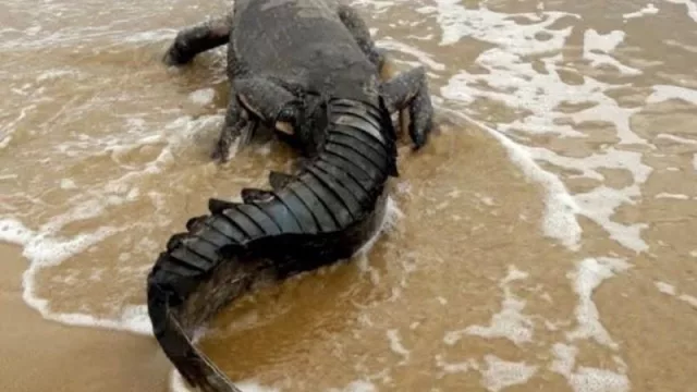 Podés tener en tu casa un tero, un yacaré o una ballena (Casa Fauna le da vida a los desperdicios)