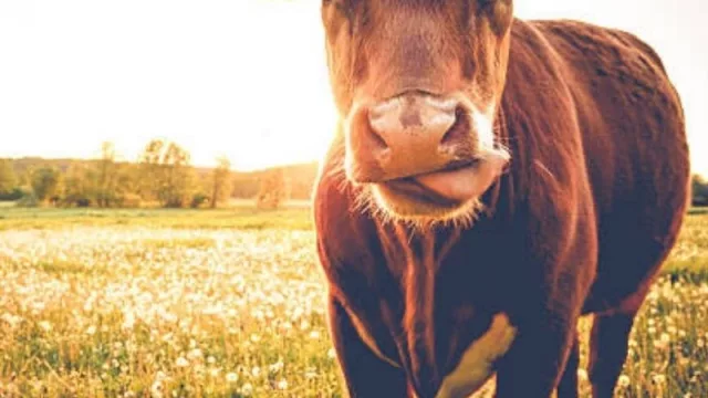 ¡Siga la vaca, siga la vaca! (el acumulado de exportaciones de carne bovina marcó la cifra más alta de los últimos 20 años: US$ 1.692 millones)