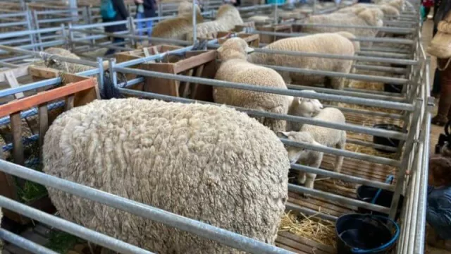 Familia de grandes campeones (cabaña La Estela presenta nuevas razas en el Prado y mira con optimismo un TLC con China)
