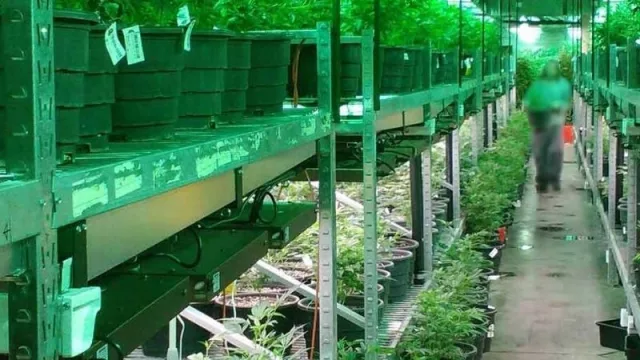 ¿Qué hacemos con el cannabis que sobra y está guardado? (adiviná) 