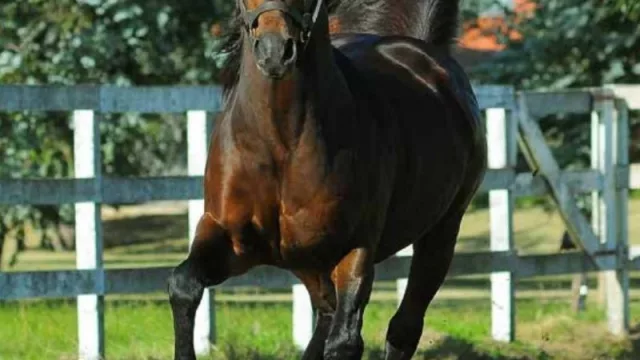 Al galope nace el club pura sangre (Monte Nativo invita a un sueño, triunfos y ganar siempre)