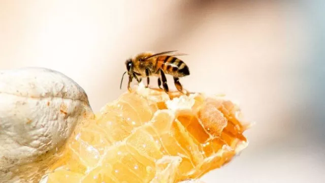 Dulce por todos lados (sube el precio de la miel y los apicultores aprovechan)