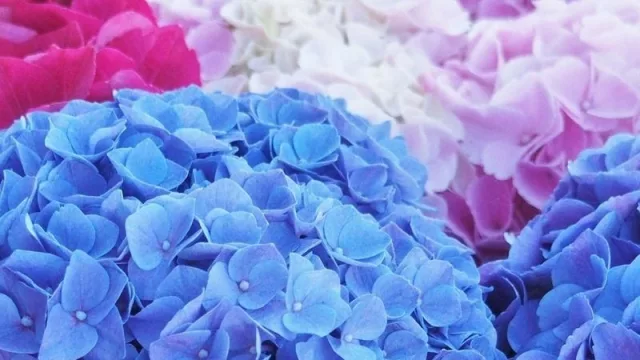 Algo florece en Parque Burnett (se viene la urbanización Las Hortensias con US$ 1 millón)