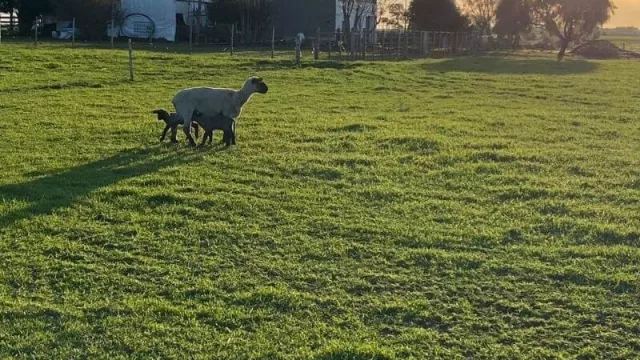 Compraron ovejas para que corten su césped y hoy las comercializan en todo el país (el boom por las cara negra)