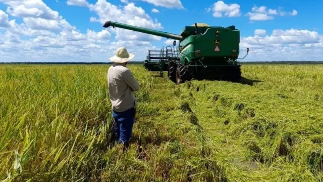 Arrozales del Chaco, el proyecto que ya exporta casi el 100% de su producción