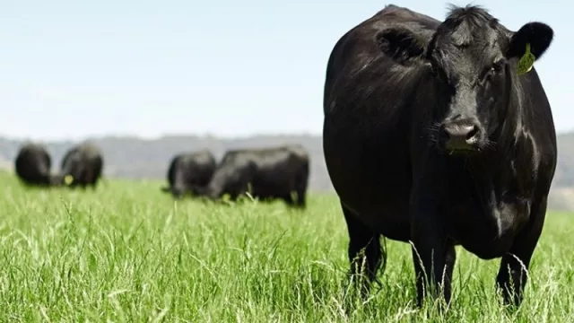 Se viene un nuevo valor agregado (con el sello de carne de carbono neutral UY)