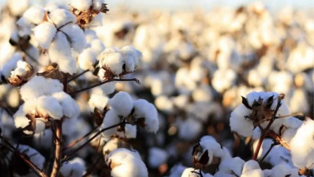Con rindes superiores a los esperados, los algodonales en el Chaco sorprenden