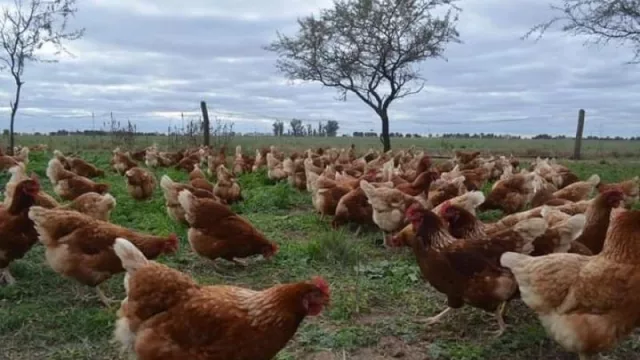 Gallinas libres de estrés: así funciona Plumas Verdes, la granja cordobesa que las cría en libertad