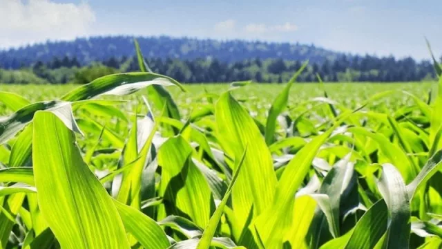 Compraventas de campos cayeron un 32% en 2020 (el monto de operaciones superó los US$ 505 millones)