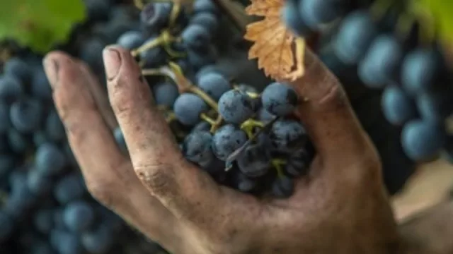 Buen vino para rato (cerró la vendimia 2021 con 6 millones de kilos de uva más que 2020)
