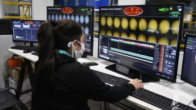 Ledesma busca triplicar la exportación de limones jujeños a Estados Unidos