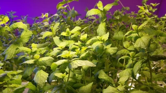 Yuko: el emprendimiento nacional que propone otra forma de tomar tereré 