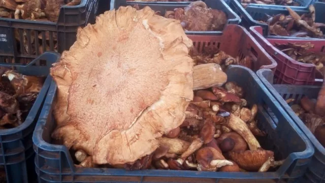 Empieza la zafra de hongos comestibles (Paysandú vende 250 mil kilos al año y solo en el mercado nacional)