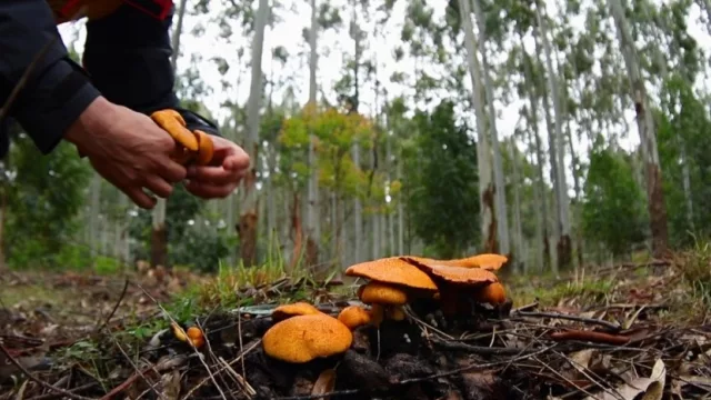 Montes del Plata y UTU presentan curso para emprendimientos productivos de hongos