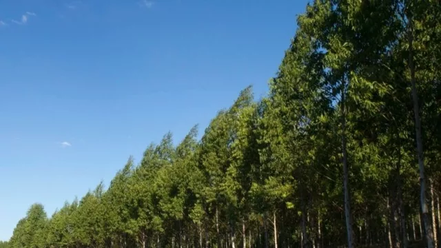 Recalculando (los bonos de carbono que AF exportará fue una operación de menos de US$ 1 millón)