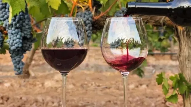 9 datos clave de la vitivinicultura argentina de cara a esta Vendimia (24.000 viñedos, 17.000 productores)