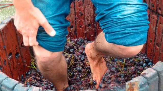 Una vendimia a la italiana… ¡pero en UY! (Familia Moizo invita a un sunset en su bodega)