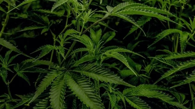 Del campo de UY al consumidor en Suiza (SelenioNueve concretó primera exportación de flores de cannabis)