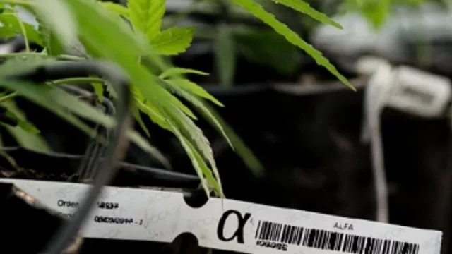 ¡Un viaje y pum para arriba! (el precio de cannabis en las farmacias viene al alza, un 30% en un año)