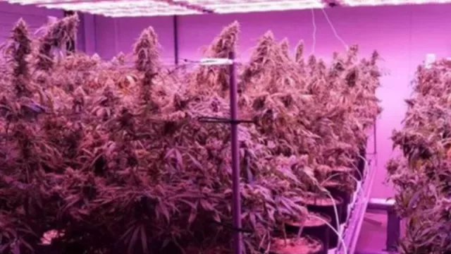 Electro Uruguay incorporó una nueva unidad de negocio con luminarias LED para el cultivo cannábico y horticultura