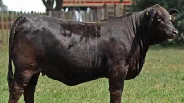 Una vez más ejemplares Brangus paraguayos son elegidos los mejores de Sudamérica