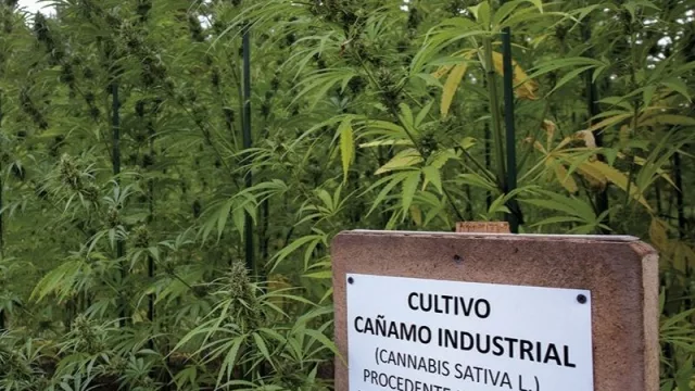 Un buen futuro para el cannabis industrial (UY supera los US$ 2,5 millones en exportación)