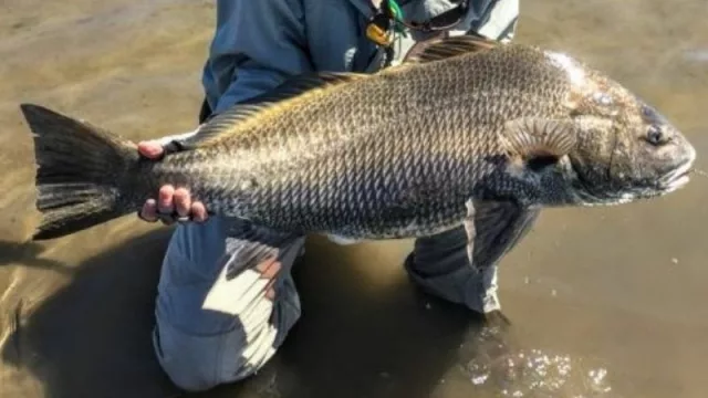 La DINARA impuso una veda para la pesca de la corvina negra