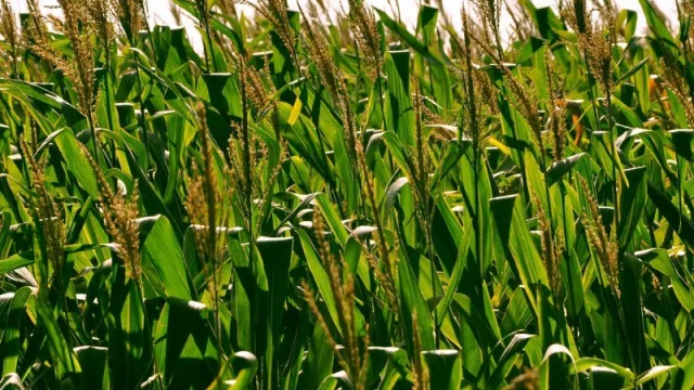 Sumamos más gente adulta (argentinos en plan retiro compran campos en el sur por US$ 400.000 y se radican)