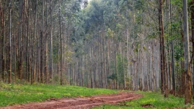 Invertir en eucalipto, el rentable y seguro negocio de alimentar a los grandes castores de la celulosa