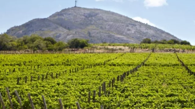 Un oro y dos platas para Bouza (la bodega recibió tres medallas en Suiza)