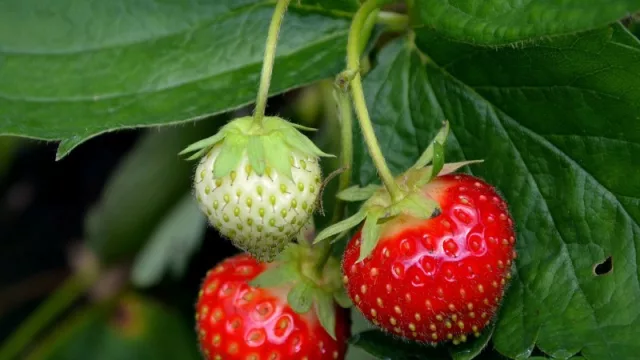 Strawberry fields forever (arranca la zafra a US$ 6.000 de rentabilidad por hectárea)