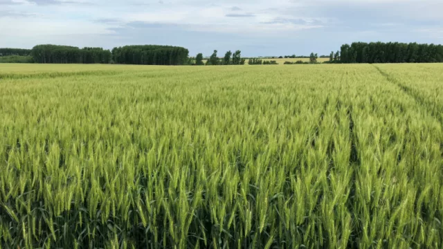 ADP-Agronegocios del Plata suma dos variedades de trigo a su paleta de productos (Maitén y Álamo)