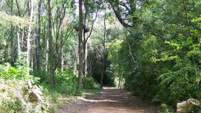 Por fin reabrió el Arboretum Lussich en Punta Ballena (el jardín botánico más diverso) 