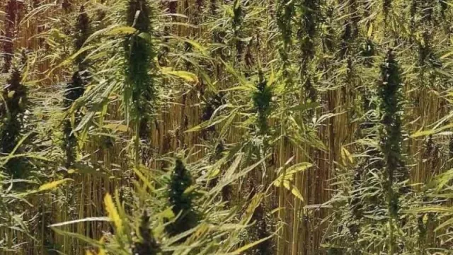 El cannabis ya tiene consultores para saber cómo invertir 