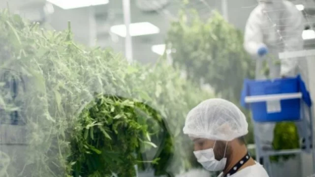 Uruguay no problem (US$ 100 millones en exportaciones de cannabis medicinal)