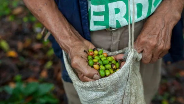 El grano de café de 1850 Coffee bajo la lupa de Farmer Connect e IBM Blockchain