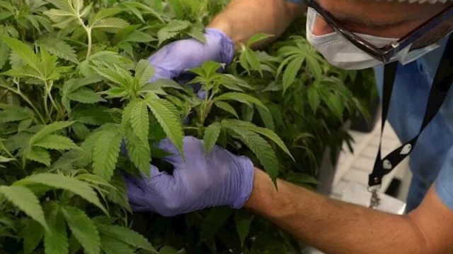 Somos muy competitivos en la producción de cannabis medicinal (Uruguay como jugador clave en la exportación mundial)