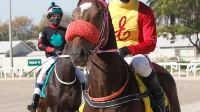 Volvió el turf a toda carrera (con los jockeys de tapabocas y un gran público vía streaming)