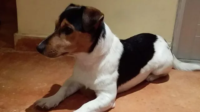 La facultad de veterinaria tranquiliza y recomienda en tiempos de cuarentena (cuidados para perros y gatos)