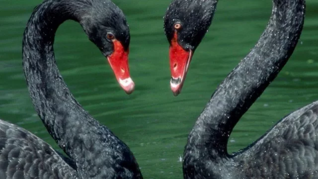 La economía uruguaya amenazada por dos “cisnes negros” (el coronavirus y el petróleo) 