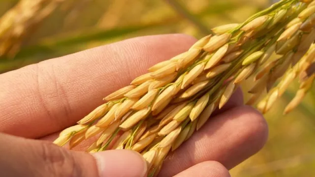 De US$ 64 a US$ 239 millones: así crecieron las exportaciones de arroz en Paraguay