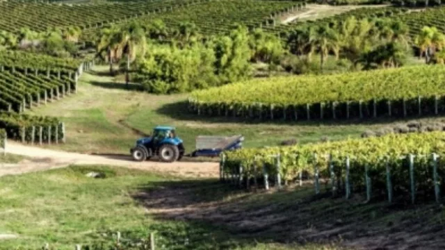 Para descubrir la vendimia (y sumarse a la movida) 