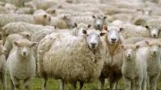  Conteo de ovinos a través de una App